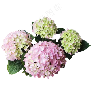 八仙花绣球花 八仙花绣球花