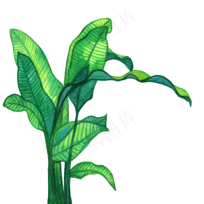 水彩手绘芭蕉叶装饰画