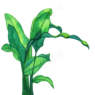 水彩手绘芭蕉叶装饰画