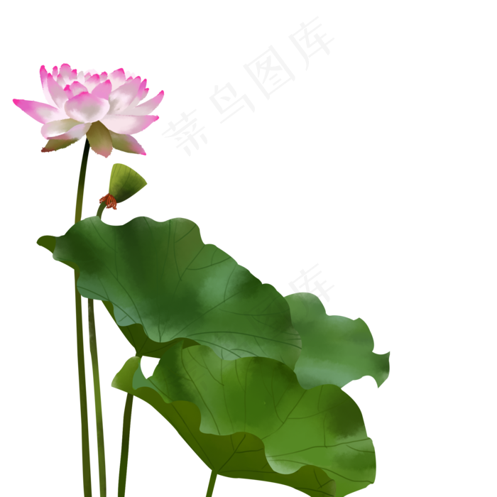 大暑荷花插画免抠