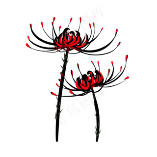 手绘花朵彼岸花曼珠沙华