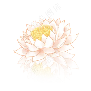 中国风夏季荷花和倒影