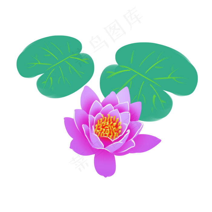 紫色荷花荷叶插画