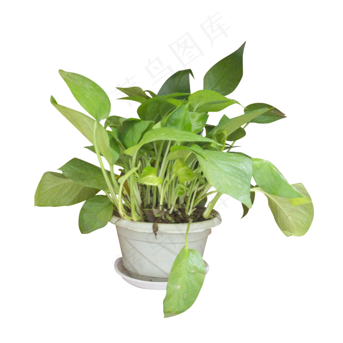 绿色盆栽植物,免抠元素