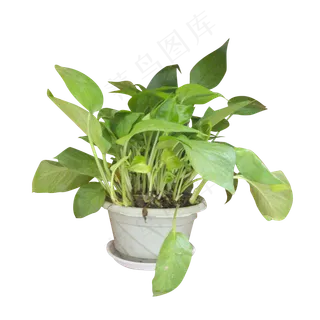 绿色盆栽植物,免抠元素