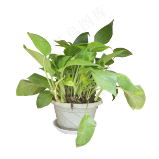 绿色盆栽植物,免抠元素 绿色盆栽植物,免抠元素