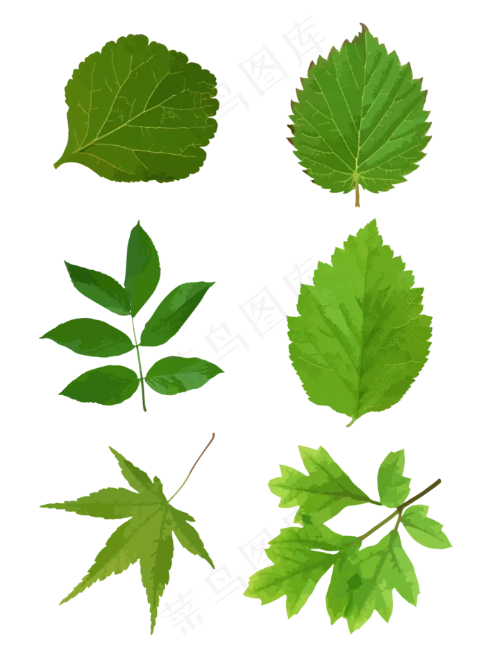 手绘ai矢量植物绿叶可商用元素,免抠元素