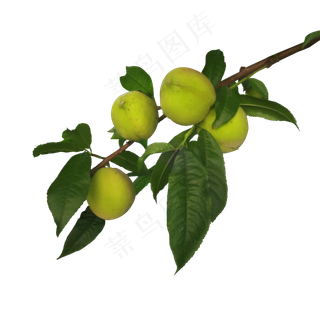 桃树枝上的桃子