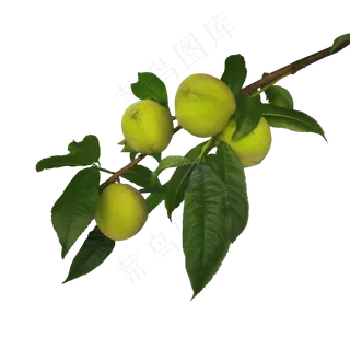 桃树枝上的桃子