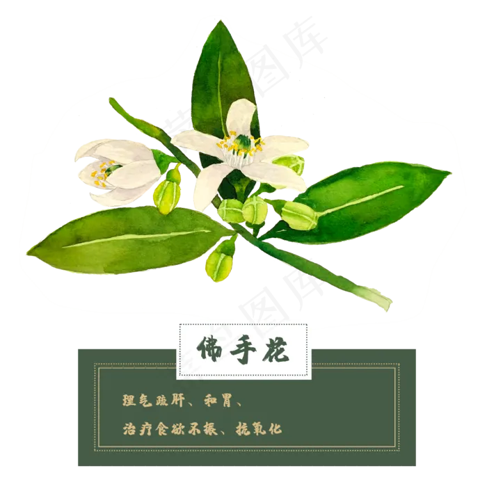 佛手花花类中草药材水彩花卉植物(2500X2500(DPI:300))psd模版下载