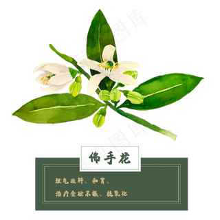 佛手花花类中草药材水彩花卉植物