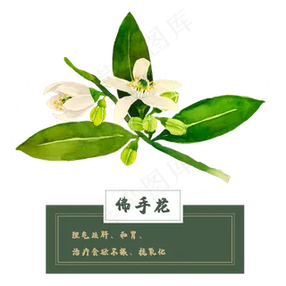 佛手花花类中草药材水彩花卉植物