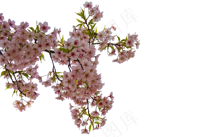 美丽又好看的桃花(2000X1333(DPI:350))psd模版下载