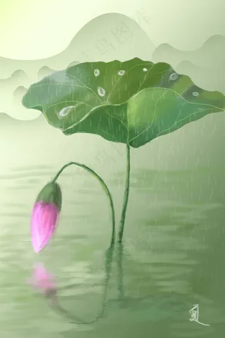 荷花雨天荷叶池塘