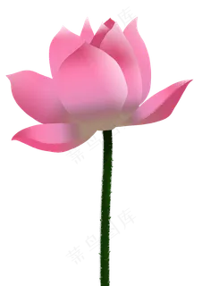 中国风粉色荷花免抠PNG高清素材
