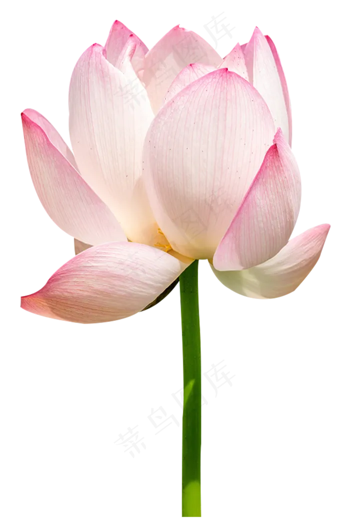一朵荷花(2000*3000px 300 dpi )