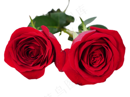 红色鲜花红玫瑰