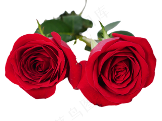 红色鲜花红玫瑰