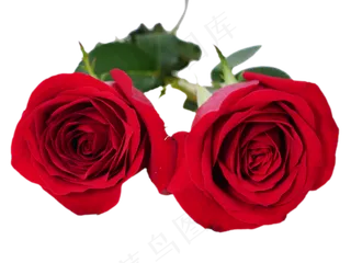 红色鲜花红玫瑰