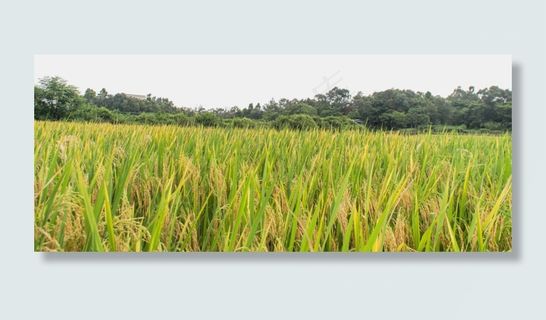 水稻丰收,免抠元素