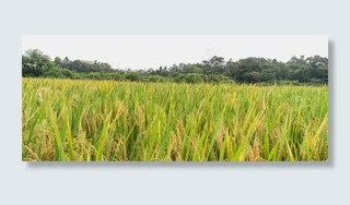 水稻丰收,免抠元素