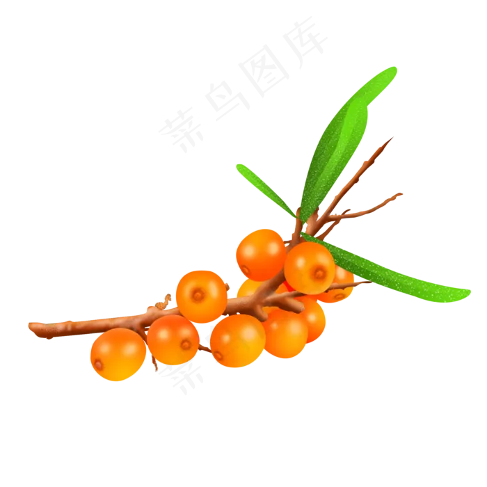 黄色的沙棘(2000X2000(DPI:300))psd模版下载