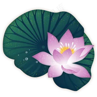 荷花紫色荷花荷叶