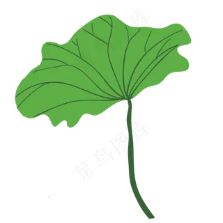 高高的荷叶免抠图