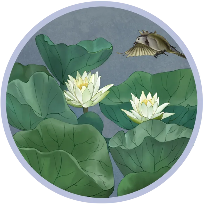 工笔花鸟白睡莲古风花卉植物,免抠元素(2000X2000(DPI:300))psd模版下载