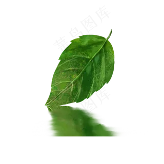 一片儿绿叶png大图