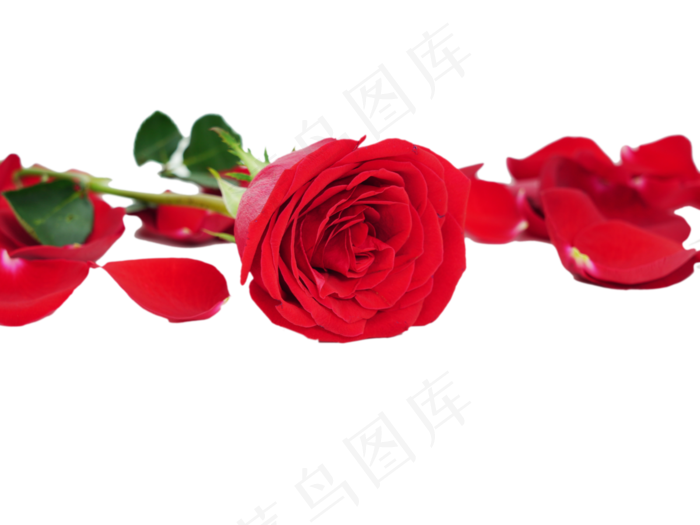 一束鲜花红玫瑰