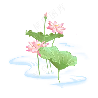 荷花荷叶夏季清新