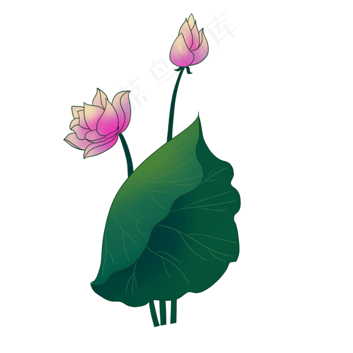 红色花朵荷花插图(2000X2000(DPI:300))psd模版下载