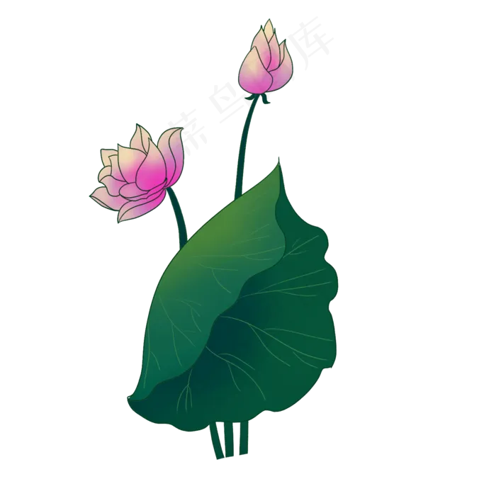 红色花朵荷花插图(2000X2000(DPI:300))psd模版下载