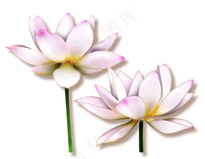 清新的秀气的荷花