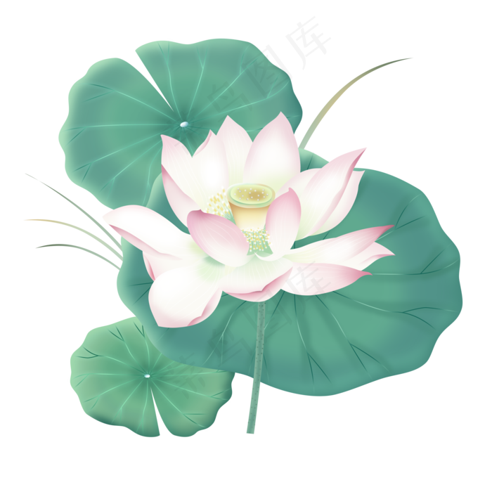 手绘清新水墨插画荷花荷叶夏天中,免抠元素