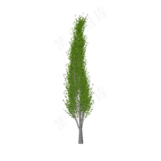 小树植物,免抠元素