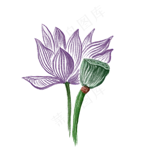 一朵荷花一株莲蓬装饰免抠插图 一朵荷花一株莲蓬装饰免抠插图
