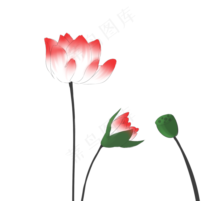 夏季节气荷花荷叶