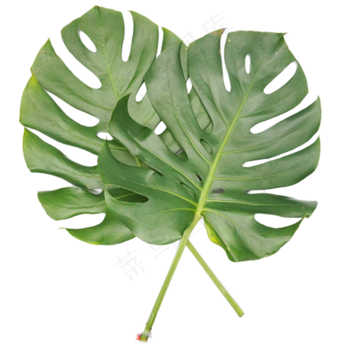 龟背竹叶热带植物,免抠元素(3000*3000px 300 dpi )ai矢量模版下载