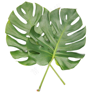 龟背竹叶热带植物,免抠元素