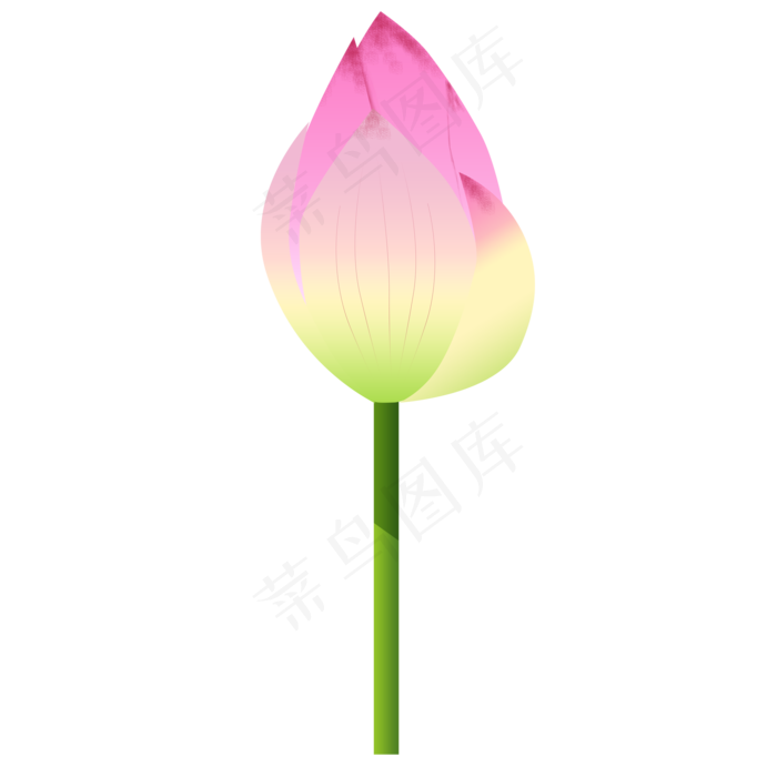 红色未开的荷花免抠图