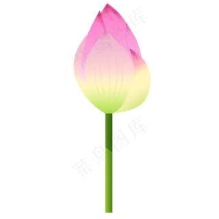 红色未开的荷花免抠图