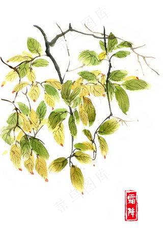 霜降秋天的叶子