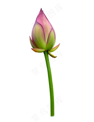 小荷才露尖尖角