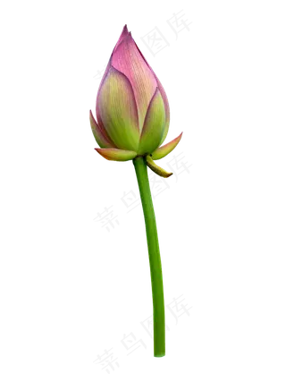 小荷才露尖尖角