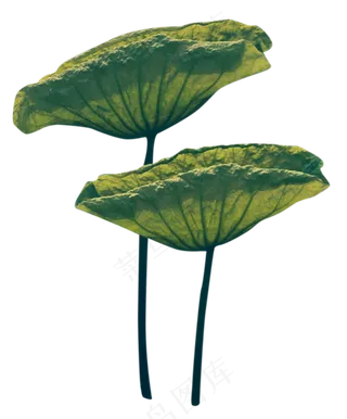 两片荷叶