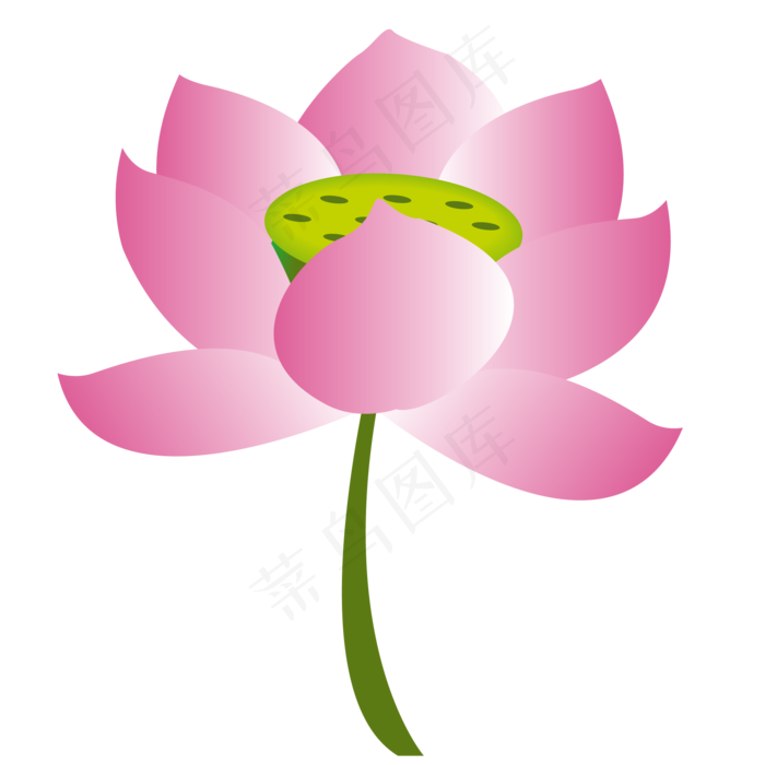 盛开的粉色荷花插画