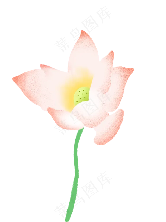 荷花盛开