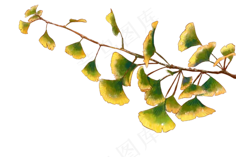 银杏叶秋天 银杏叶秋天